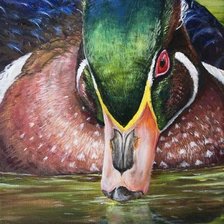 Схема вышивки «Каролинский самец»