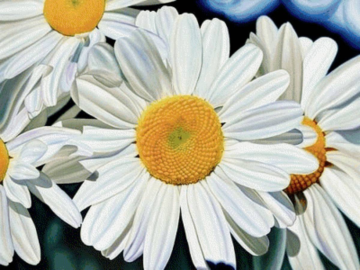 ромашка - растения, цветы - предпросмотр