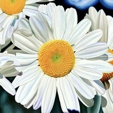 Схема вышивки «ромашка»