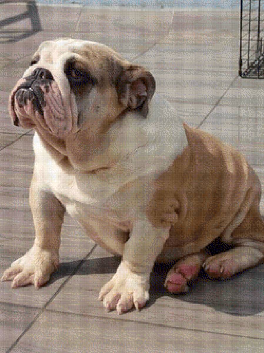 Bali 2 - предпросмотр