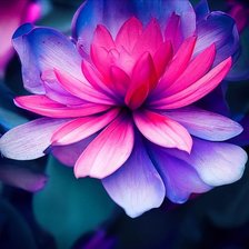 Схема вышивки «Лотос»