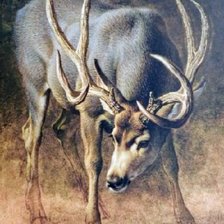 Схема вышивки «№2564448»