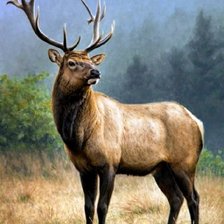 Схема вышивки «№2564463»