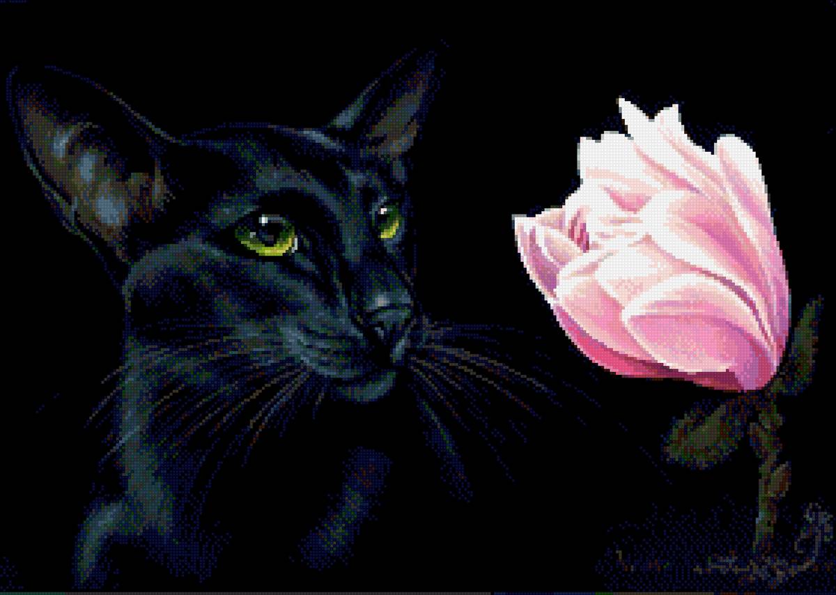 Кот - коты - предпросмотр