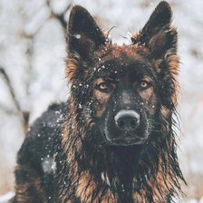 Схема вышивки «Немецкая овчарка»