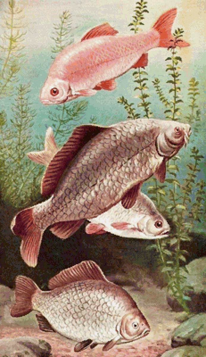 №2566739 - рыбы - предпросмотр