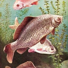 Схема вышивки «№2566739»