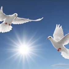 Схема вышивки «Голубки»