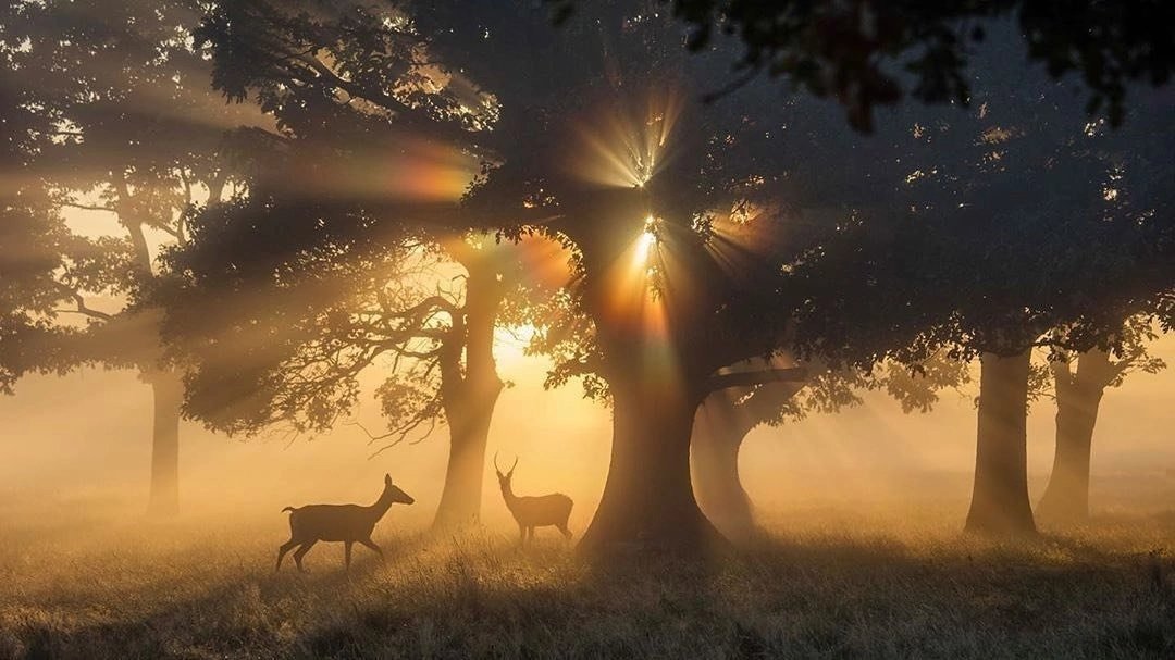 Лес в тени - оригинал