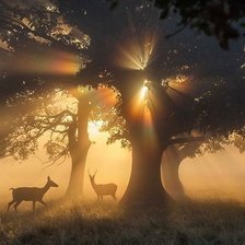 Схема вышивки «Лес в тени»