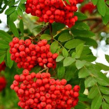 Схема вышивки «Рябина»