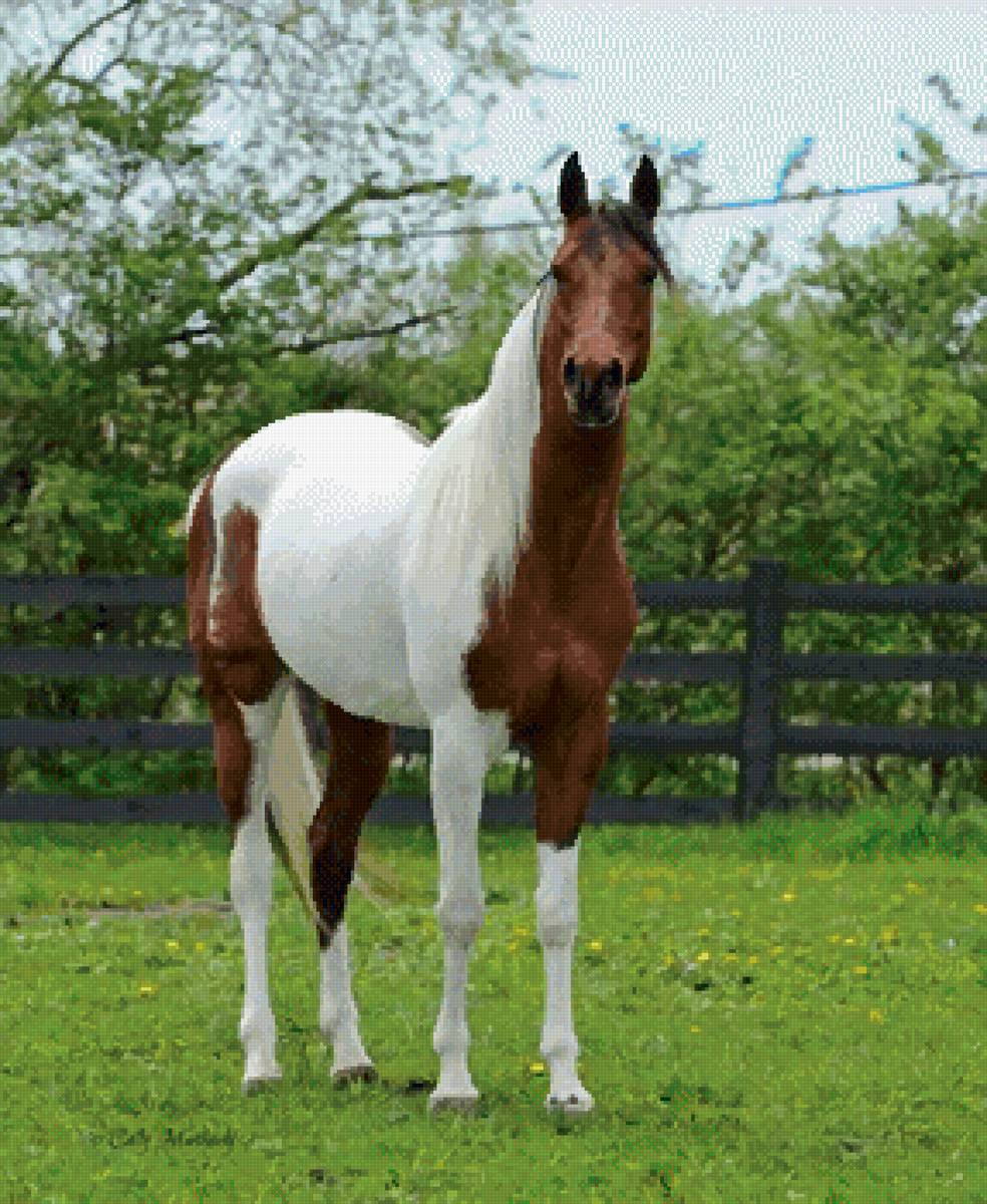 Лошадка - лошадь, природа - предпросмотр