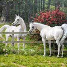 Схема вышивки «№2568095»