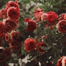 Схема вышивки «Розы»