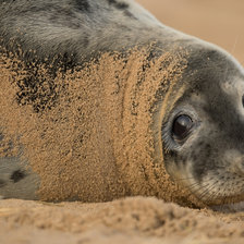 Схема вышивки «Тюлень»