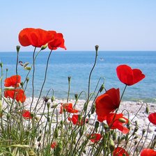 Схема вышивки «Маки»