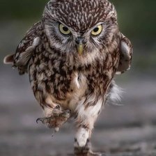 Схема вышивки «№2568974»