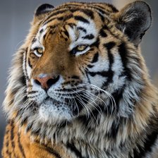 Схема вышивки «Тигр»