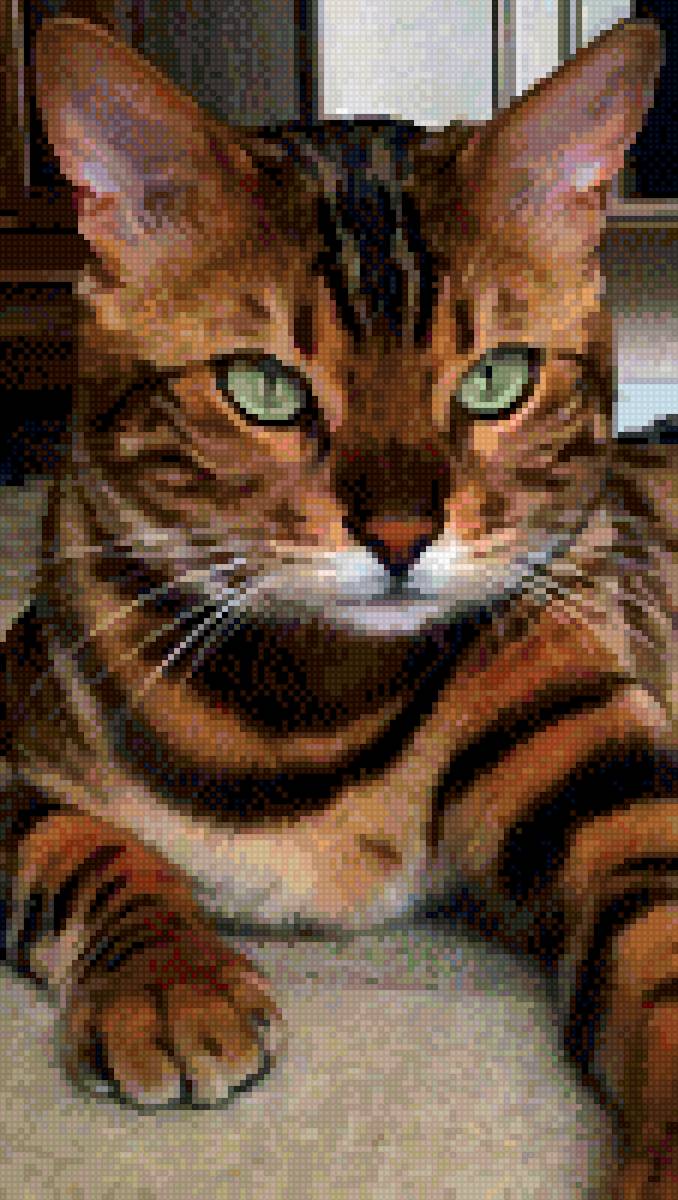 Котик - котик, животные - предпросмотр