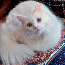 Схема вышивки «Жёлтый глаз, голубой глаз»