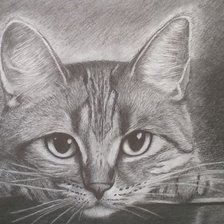 Схема вышивки «кошка монохром»