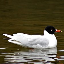 Схема вышивки «Черноголовая чайка»