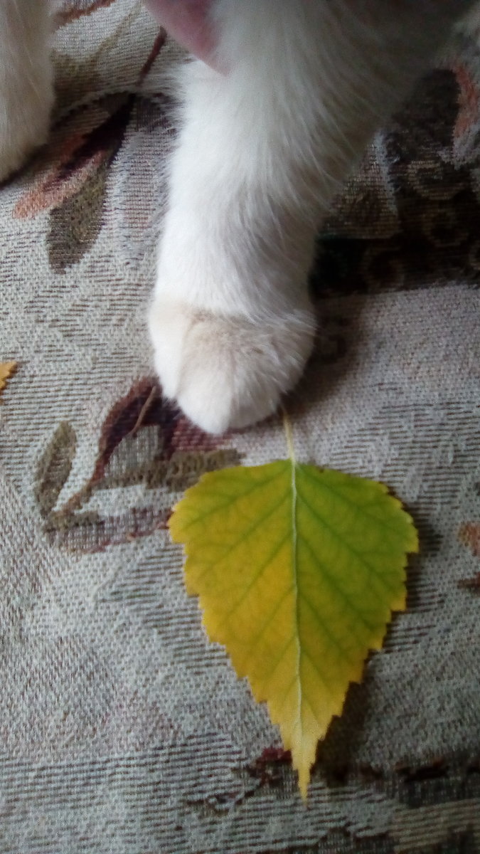 Лапка - лапка - оригинал