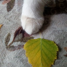 Схема вышивки «Лапка»