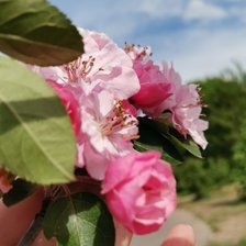 Схема вышивки «весна»