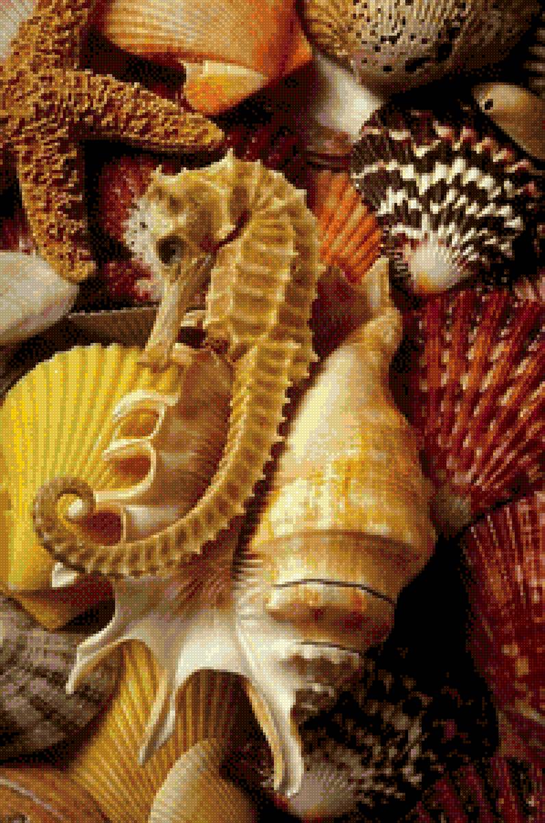 Ракушки - предпросмотр