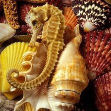 Схема вышивки «Ракушки»