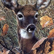 Схема вышивки «Лесная красавица»