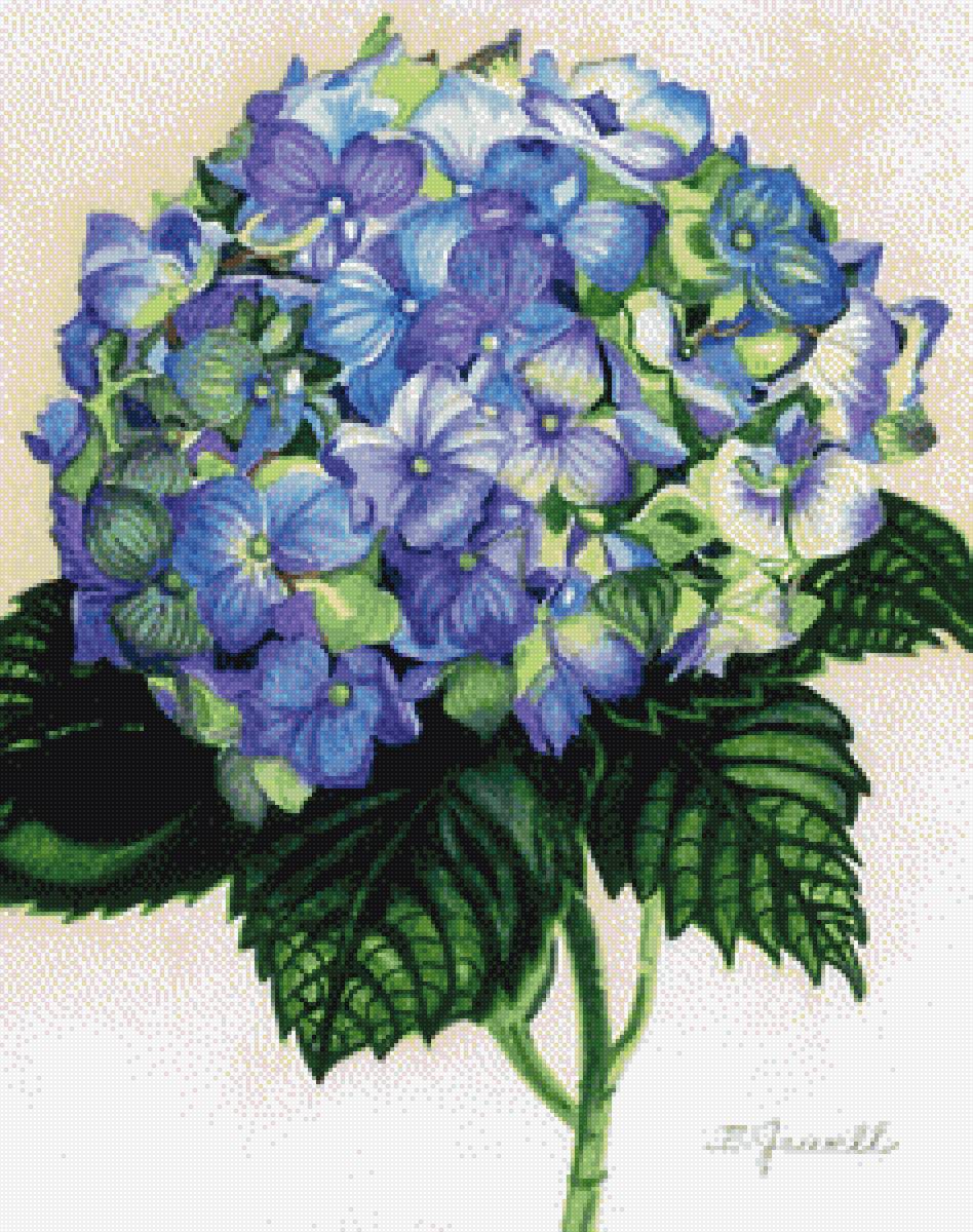 Гортензия - гортензия, цветы - предпросмотр