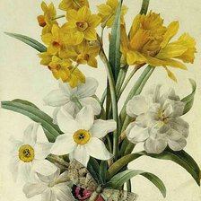 Схема вышивки «Нарциссы»