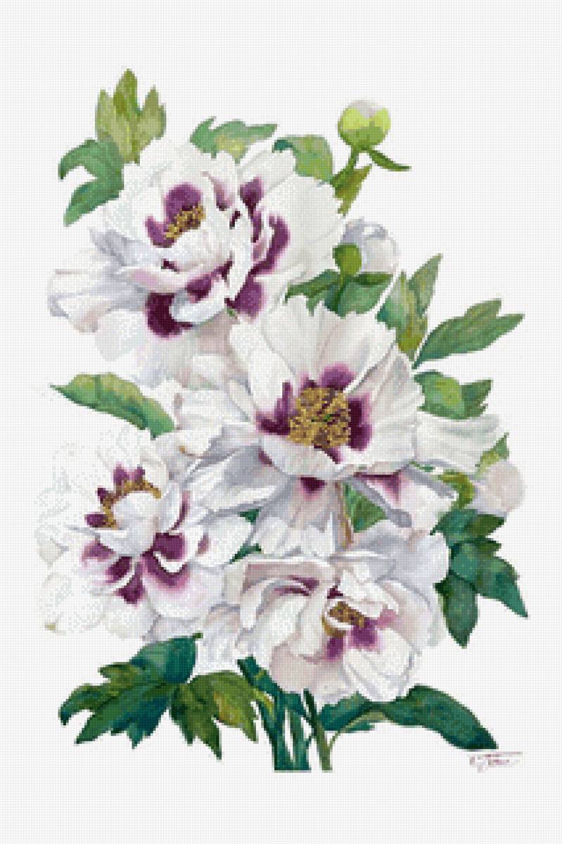 Пионы - живопись, цветы, пионы - предпросмотр