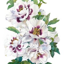 Схема вышивки «Пионы»