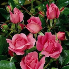 Схема вышивки «Розы»