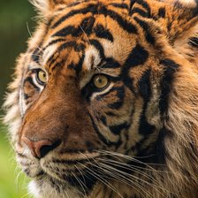 Схема вышивки «Тигр»