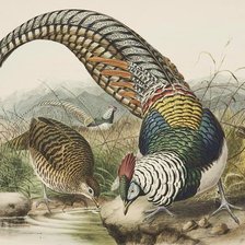 Схема вышивки «Фазаны»