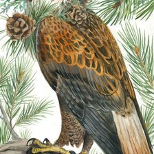 Схема вышивки «Хищник»