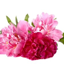 Схема вышивки «Схема Пионы»