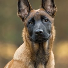 Схема вышивки «Малинуа»