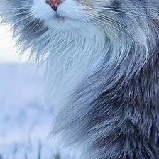 Схема вышивки «котик»