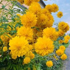 Схема вышивки «Жёлтые цвеиы»