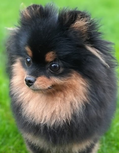 Перфекта 2 - собака, померанец, шпиц - оригинал