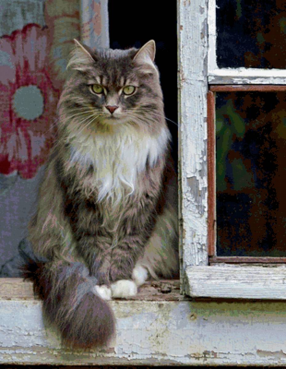 Мой кот - кот 🐱 - предпросмотр