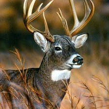 Схема вышивки «ciervo»