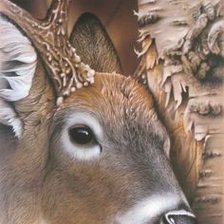 Схема вышивки «ciervo con corazon»