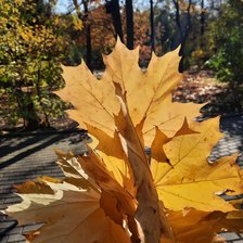 Схема вышивки «Осень во Владимирском саду»