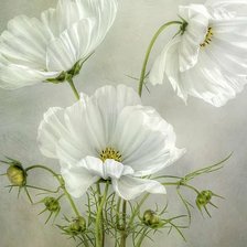 Схема вышивки «Белые маки»